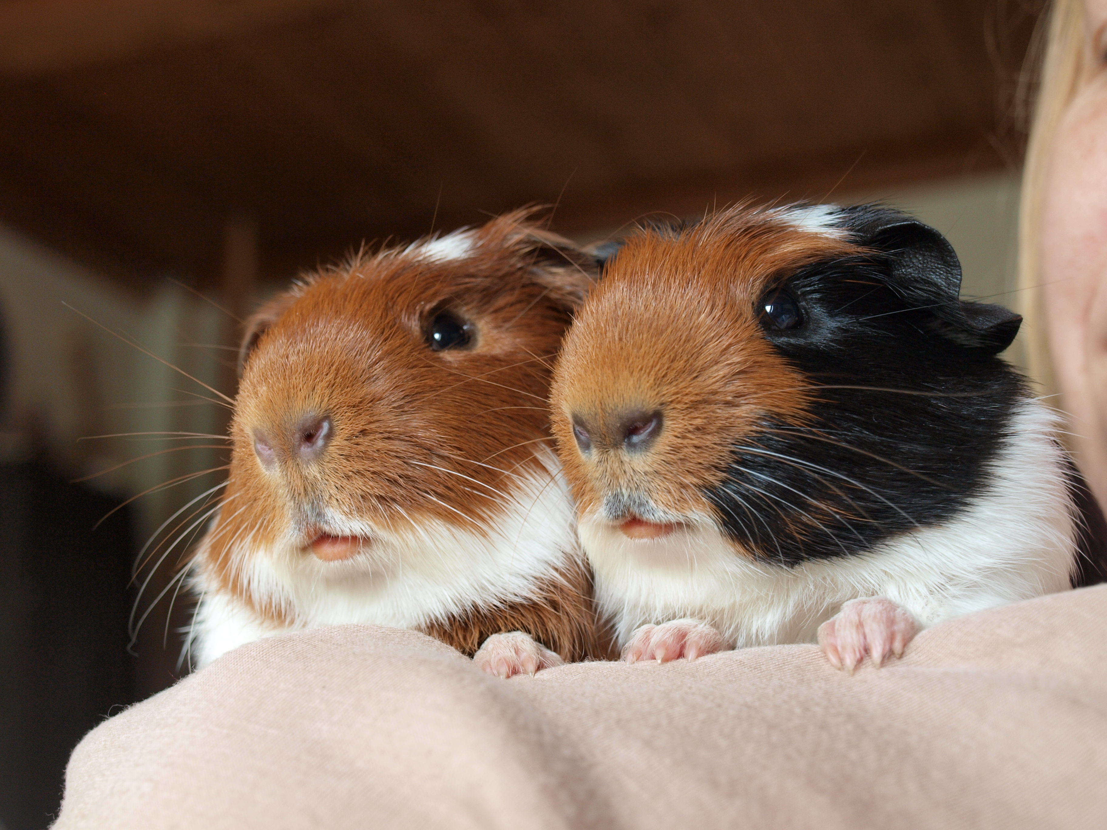 Chovatelská stanice